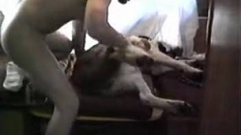 Perverse animal enthusiast licks and manually stimulates a female dog's snug vagina.