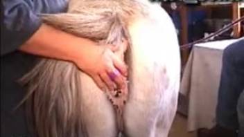 Mature woman licking a female horse's vagina before intense fucking