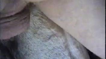 Guy pounding his horse's vagina like a complete madman