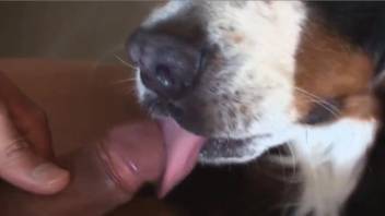 Tiny-cocked guy receives a point-of-view oral from a young pup