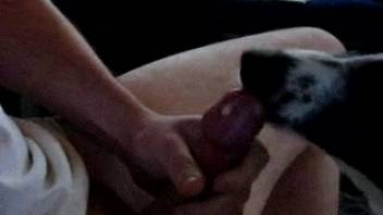 Guy shoots massive loads of jizz across this pooch's stunning face