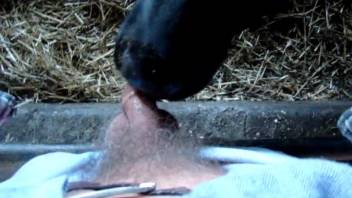 Livestock performing oral on this guy's thick penis from his viewpoint