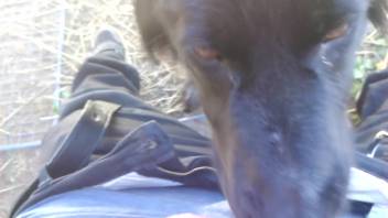 Intense deepthroat encounter with a sexually aroused man and an eager animal