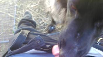 Canine savors the flavor of this guy's huge erection