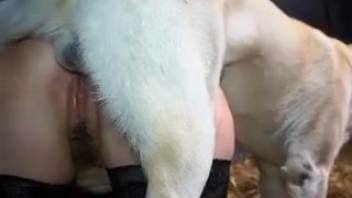 Brunette in stockings being screwed by a white dog