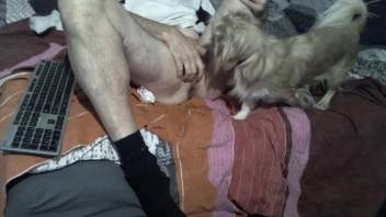 Older man receives a pleasant oral sex from his tiny pet dog