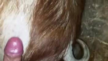 Buceta molhada de animal sendo fodida por um fazendeiro bem dotado