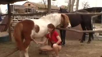 Married woman handles enormous equine penis in her oral cavity and vagina