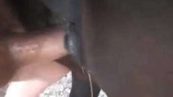 Guy inserts his erect cock into a female horse's moist vagina