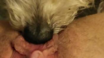 Bushy vagina hottie being tongued by her adorable dog