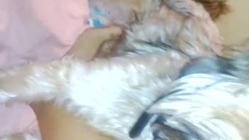 Canine thrusting against its mistress's alluring thigh in first-person view