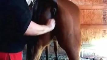 Aroused animal enthusiast jamming a fist into a mare's massive vagina