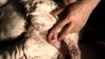 Guy banging a beast's hungry pussy on camera