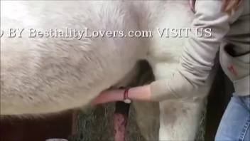 Attractive animal enthusiast stroking a stud's manhood while recording