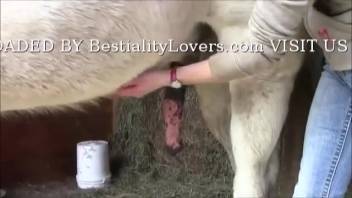 Bestiality enthusiast stroking the creature's massive dick on webcam