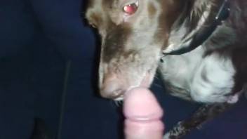 Attractive guy has his penis sucked by a super perverted pooch