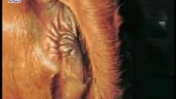 Guy can't quit screwing a cow's tasty vagina