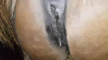 Aroused guy craves to intensely pound this snug horse vagina