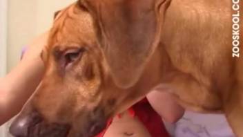 Collection of oral animal sex footage featuring blowjob performers and canines