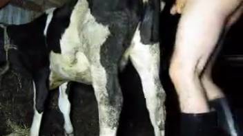 Bovine with a hot vagina is screwed by a perverted rancher