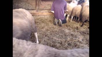 Aroused rancher manually stimulating ewes to select the perfect one