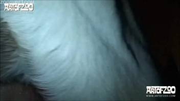Canine banging domestic bestiality featuring horny bitches craving dick