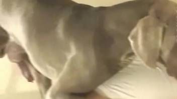Firm-assed dark-haired vixen pounded by a freaky pooch