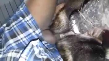 Guy brutally pounding a female dog's vagina in a close-up video