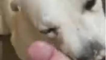 Bitch receives cock slap and deepthroat pounding in point-of-view