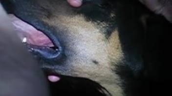 Guy with a pulsating cock opts to deepthroat-fuck a canine
