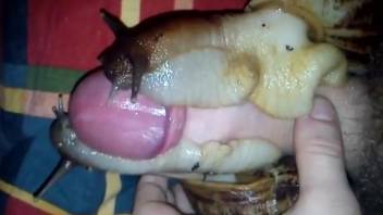 Guy has a couple of snails crawling on his foreskinned dick