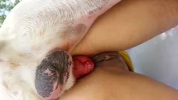 Intimate footage highlighting an enthusiastic bestiality enthusiast's pussy