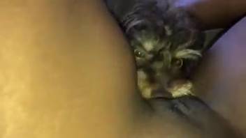 Bald vagina hottie receiving oral from a sexy beast