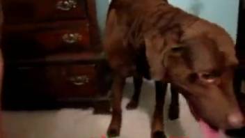 Voluptuous vixen being screwed by an extremely perverse beast