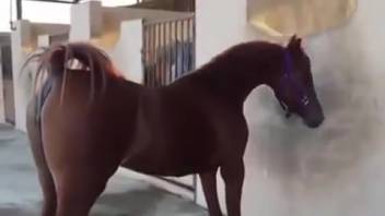 Yegua sexy que tienta la cámara con su coño caliente