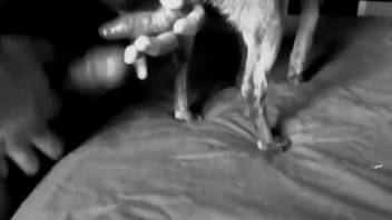 Intimate bedroom dream involving the canine's erect member
