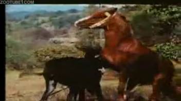 Steamy clips of intense horse bestiality captured on camera by a novice