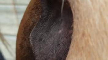 Guy penetrates a steamy female horse's vagina with his erect penis