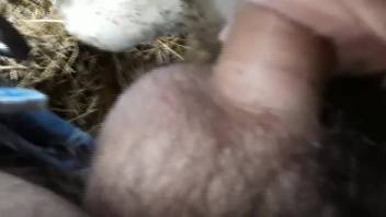 Aroused guy films himself screwing a fluffy pooch