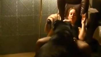 Long-legged vixen in net stockings being pounded by a black canine