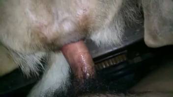 Guy's erect dick thrusting into a canine's narrow opening