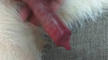 Guy cheerfully giving a handjob to a dog's cock right in front of the camera