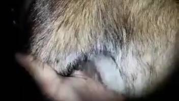 Guy probing a creature's orifice in a bestiality flick scene