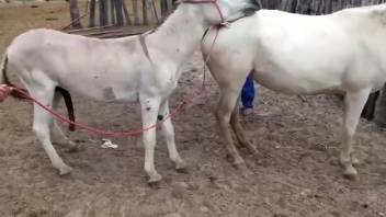 Hot donkey intercourse clip featuring intense beast-to-beast encounters