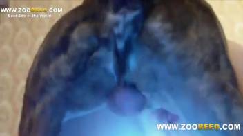 Chubby novice slut being ravaged by a perverted pooch