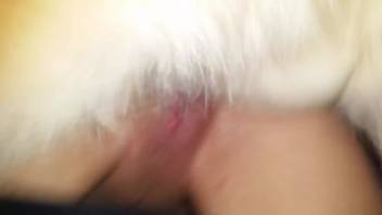 Dripping wet slit babe being slammed roughly by a pooch