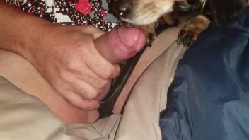 Guy indulges in masturbation moment alongside his faithful canine