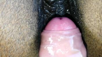 Tipo mete su verga dura en el coño mojado de esta yegua