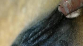 Guy screwing a female horse's steamy slit on video