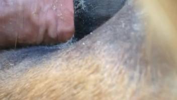 Guy banging a female horse's snug tiny opening doggy style